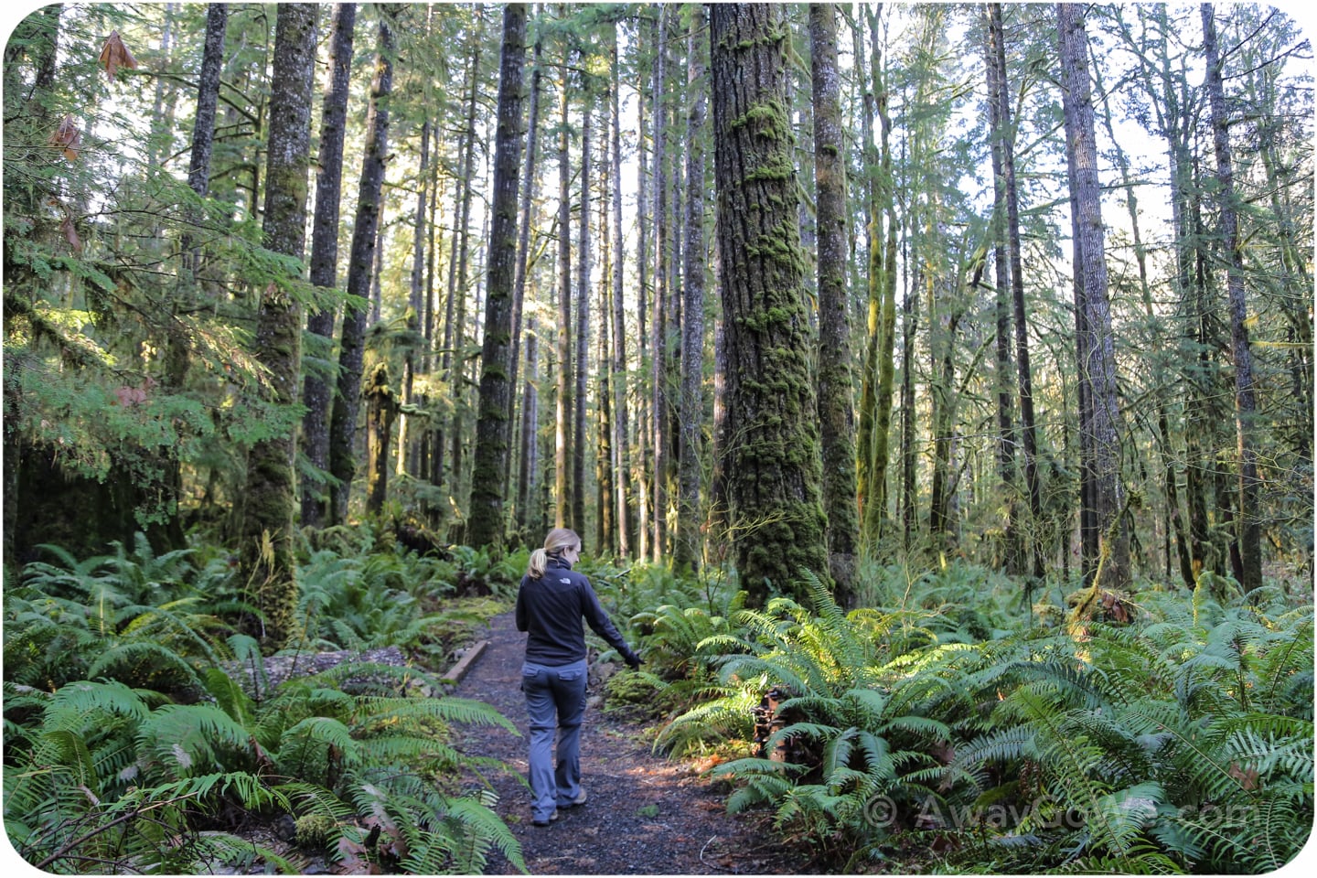 olympic peninsula cabins hike