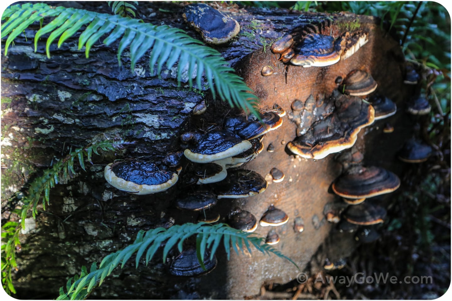 fungi on tree on Ranger's Hole trail