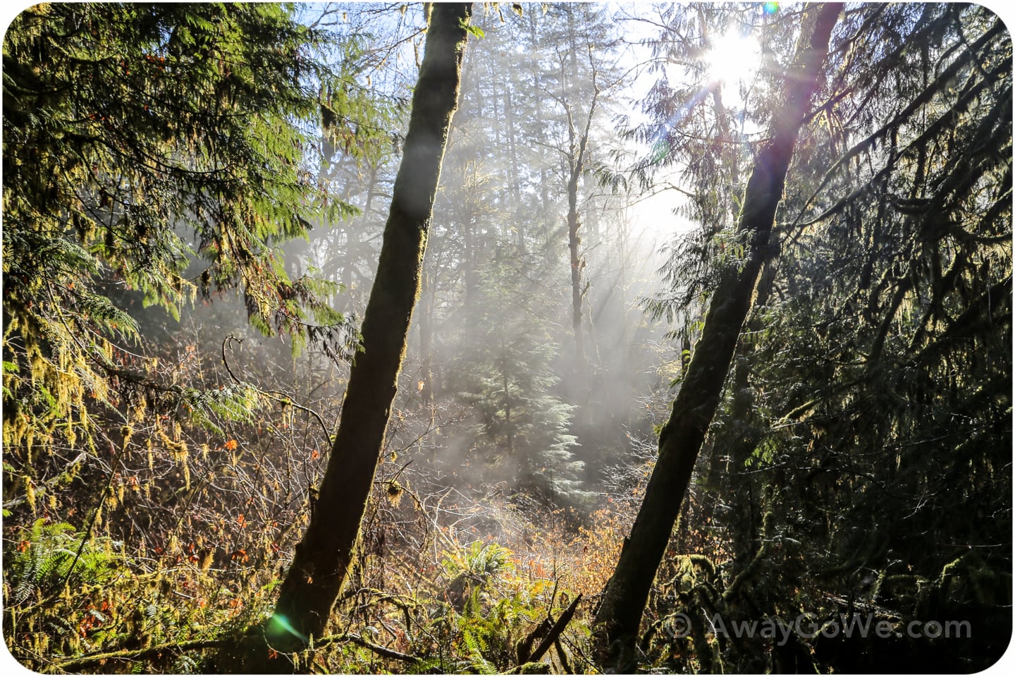 light shinning on Duckabush River