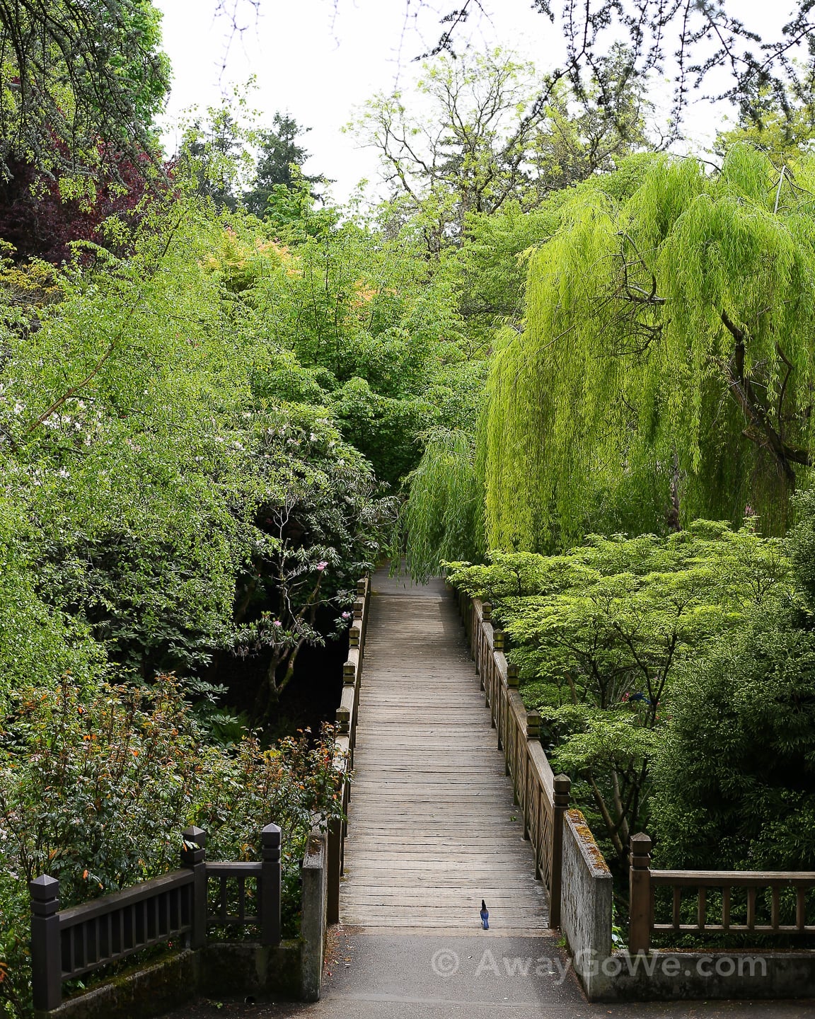 bridge and trees at Crystal Springs Rhododendron Garden Portland Oregon