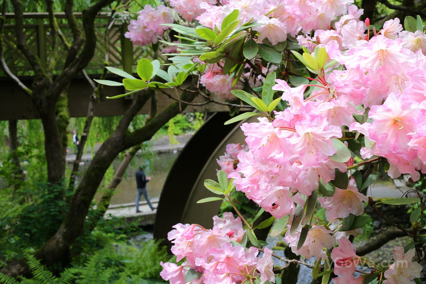 pink flowers in bloom Crystal Springs Rhododendron Garden