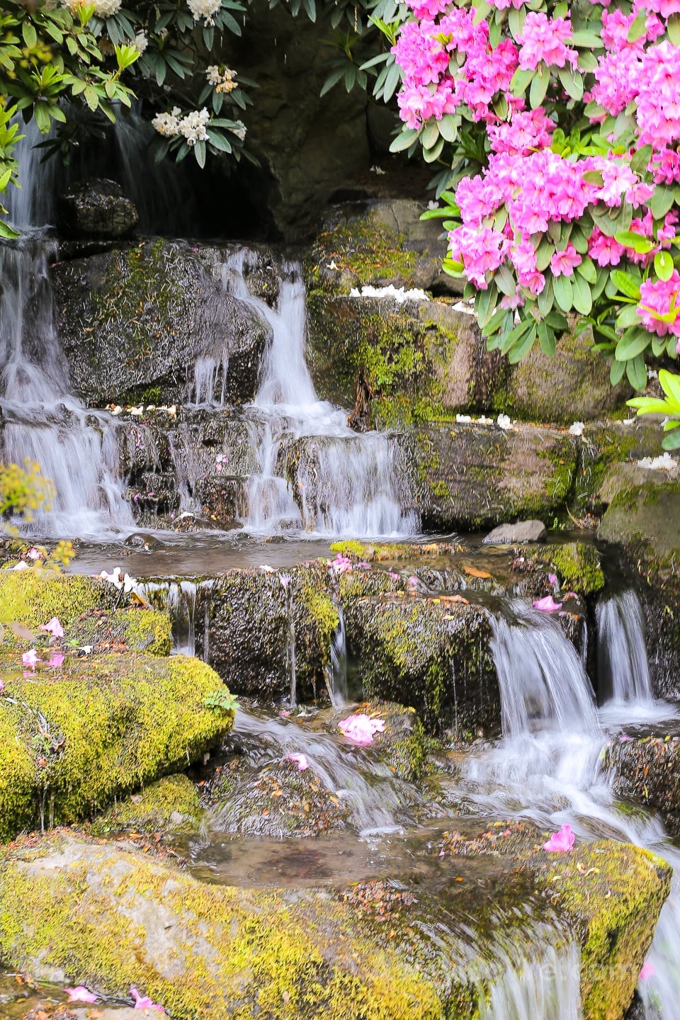 Crystal Springs Rhododendron Garden Portland Oregon waterfall