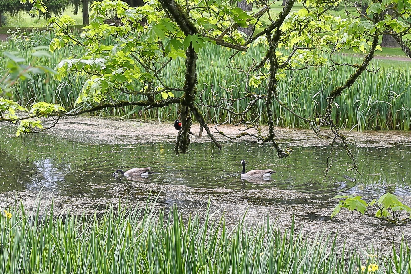 geese in pond at Crystal Springs Rhododendron Garden