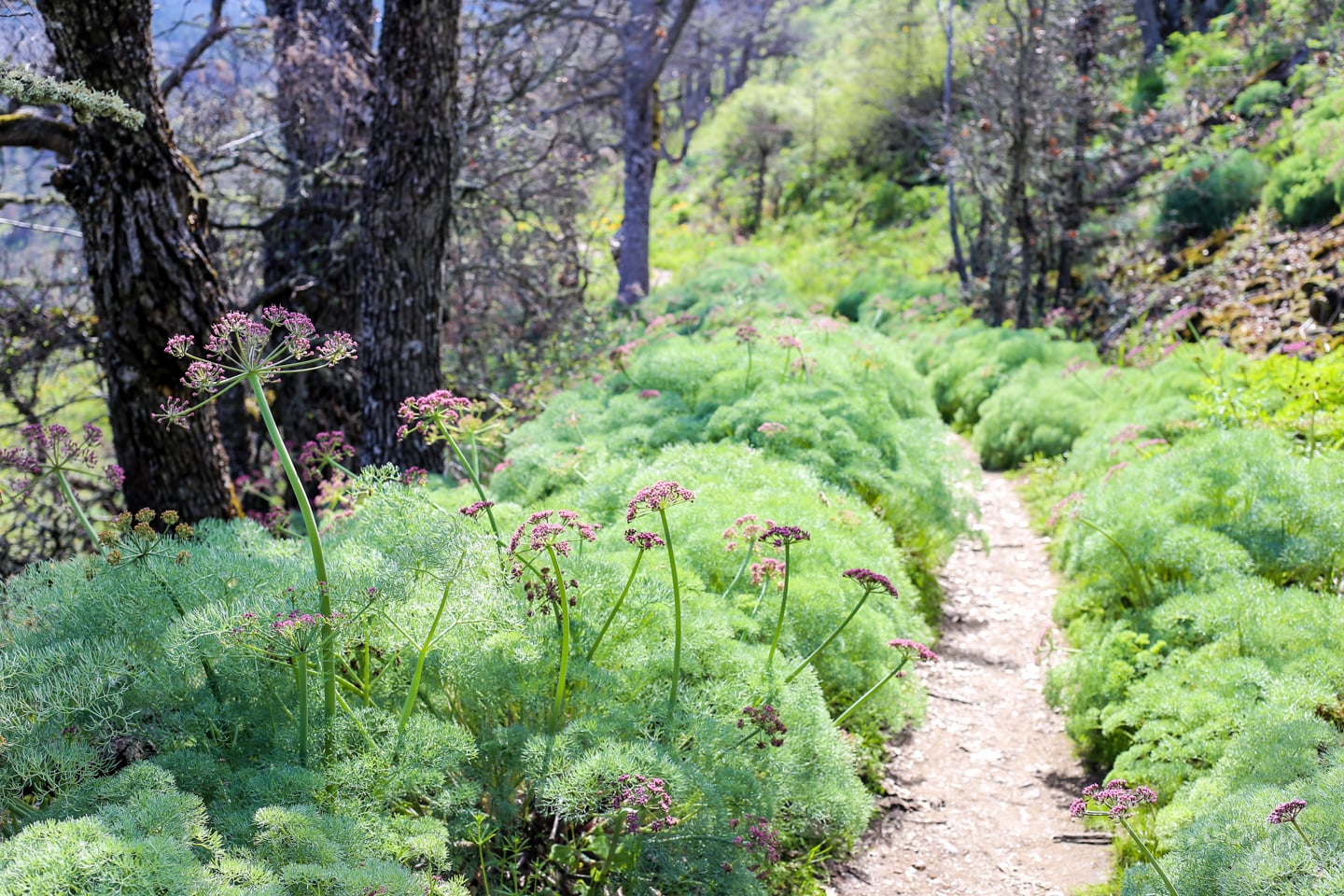 Tom McCall Point hike