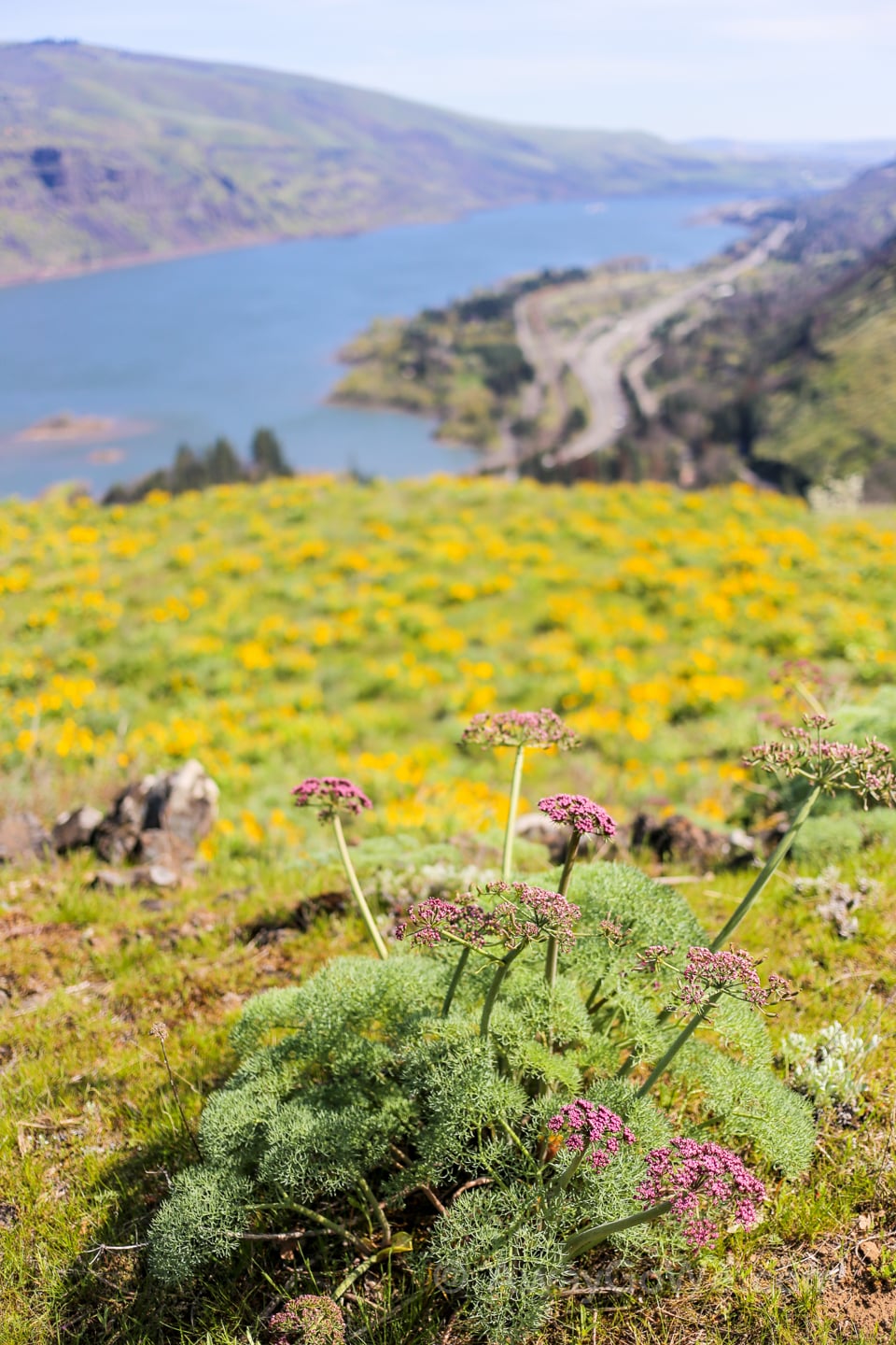 Tom McCall Point hike wildflowers