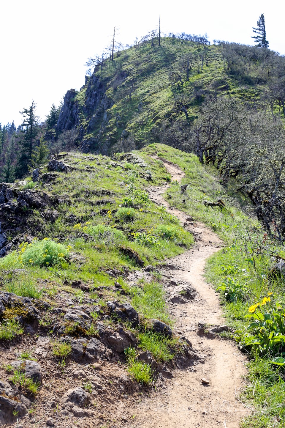 Tom McCall Point hike summit