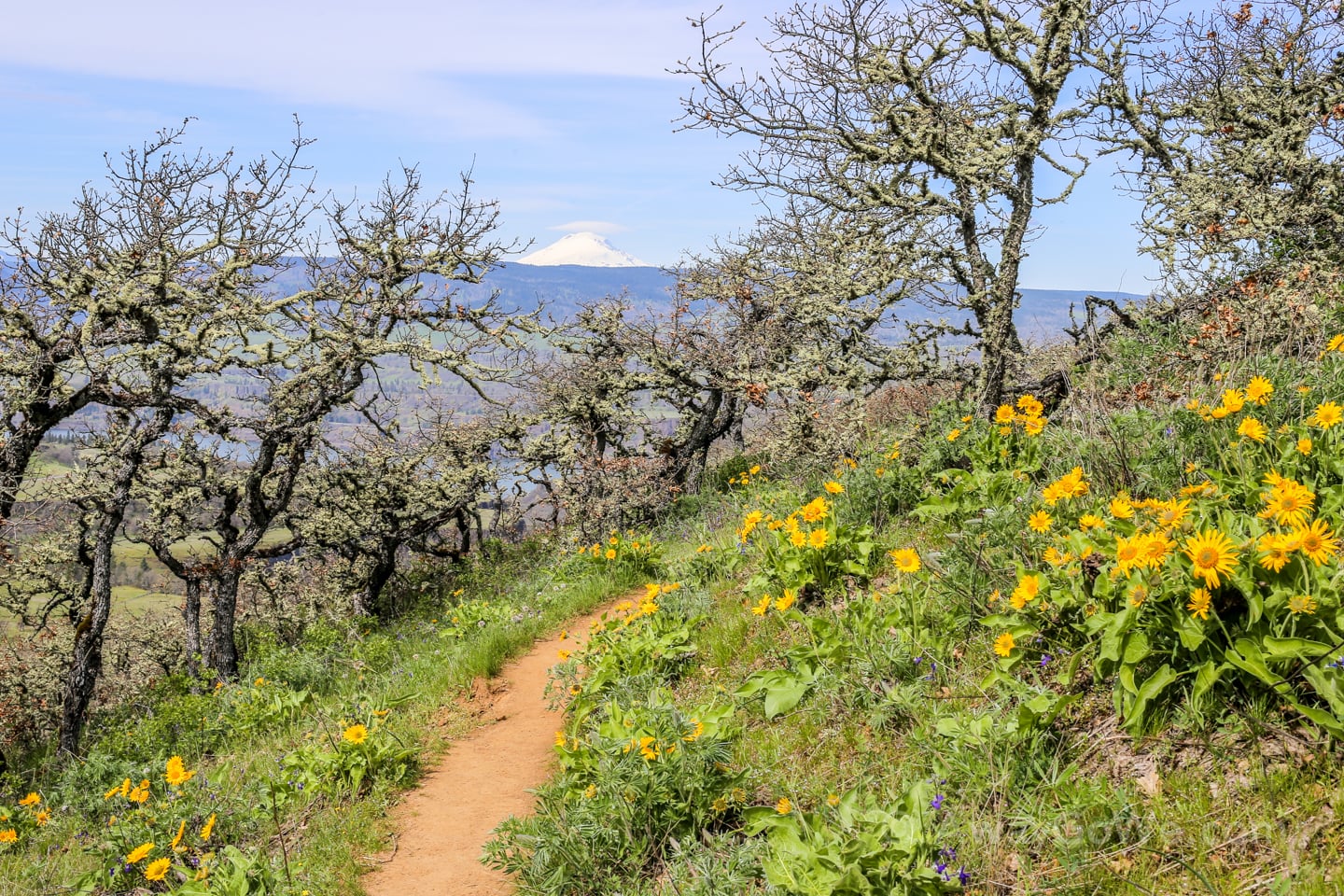 wildflowers Tom McCall Point hike