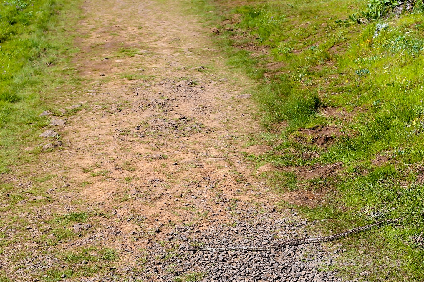 snake crossing trail Tom McCall Point hike