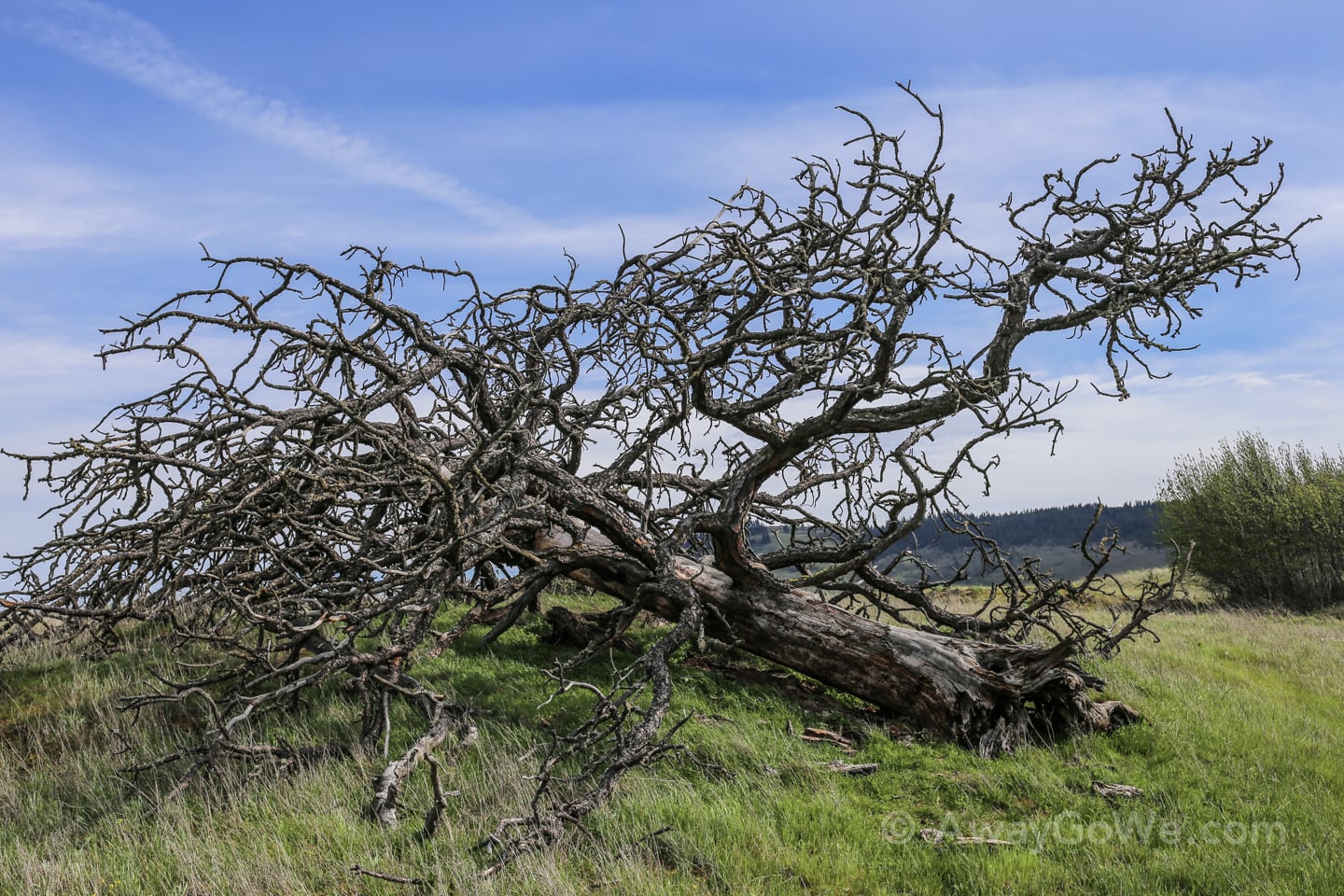 dead tree Tom McCall Point hike