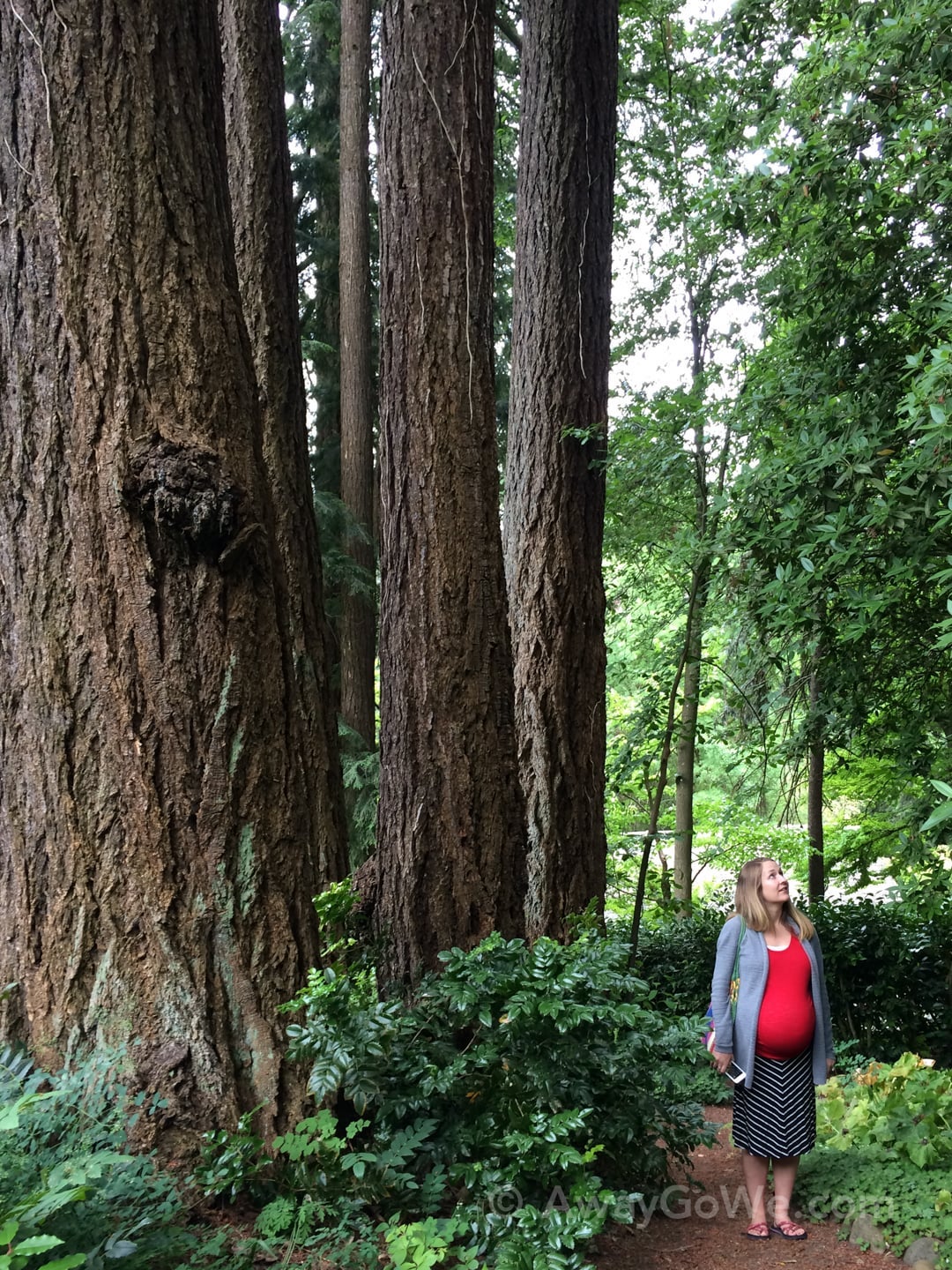 large trees in lush garden