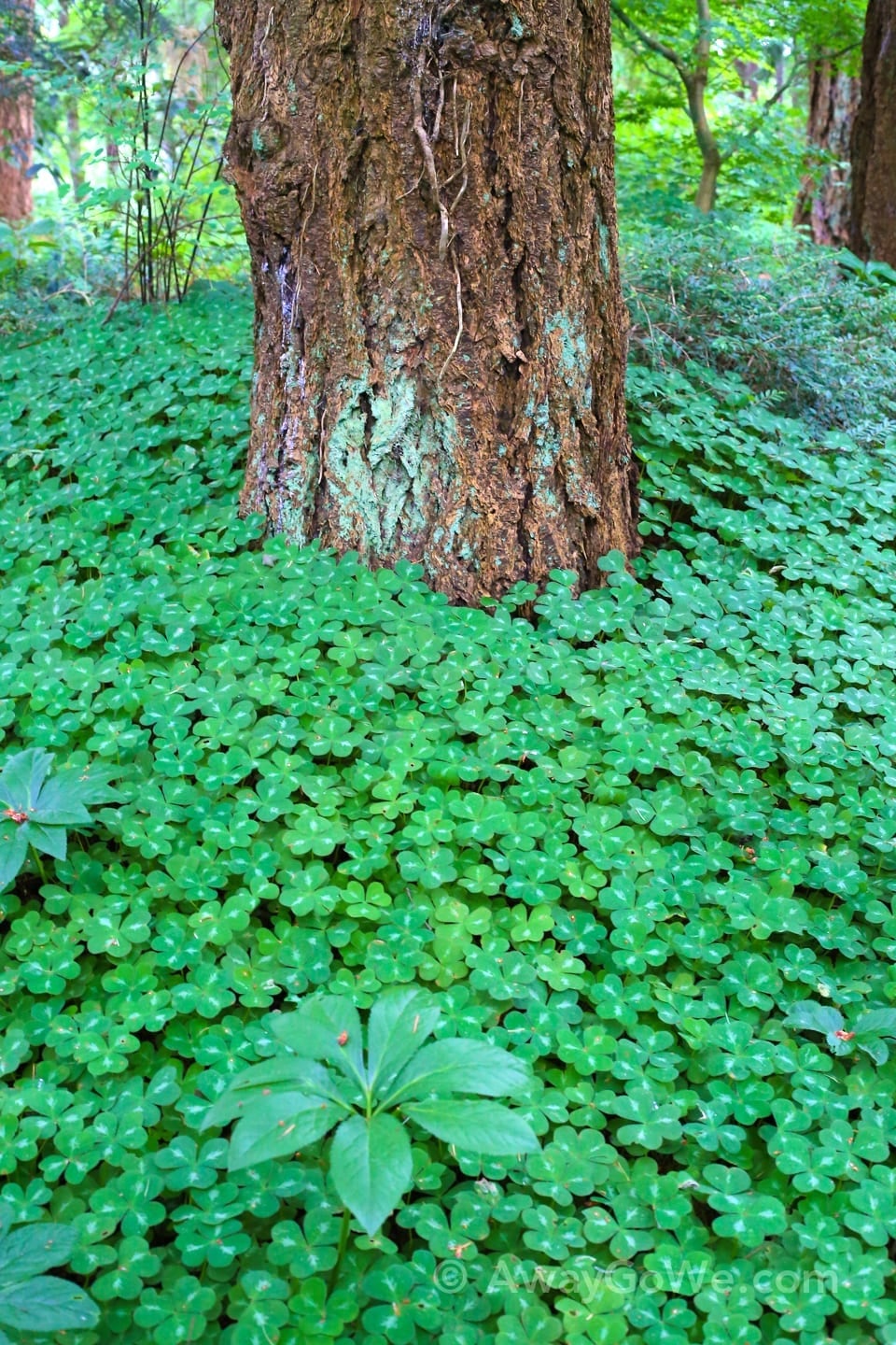 Leach botanical garden clover and tree