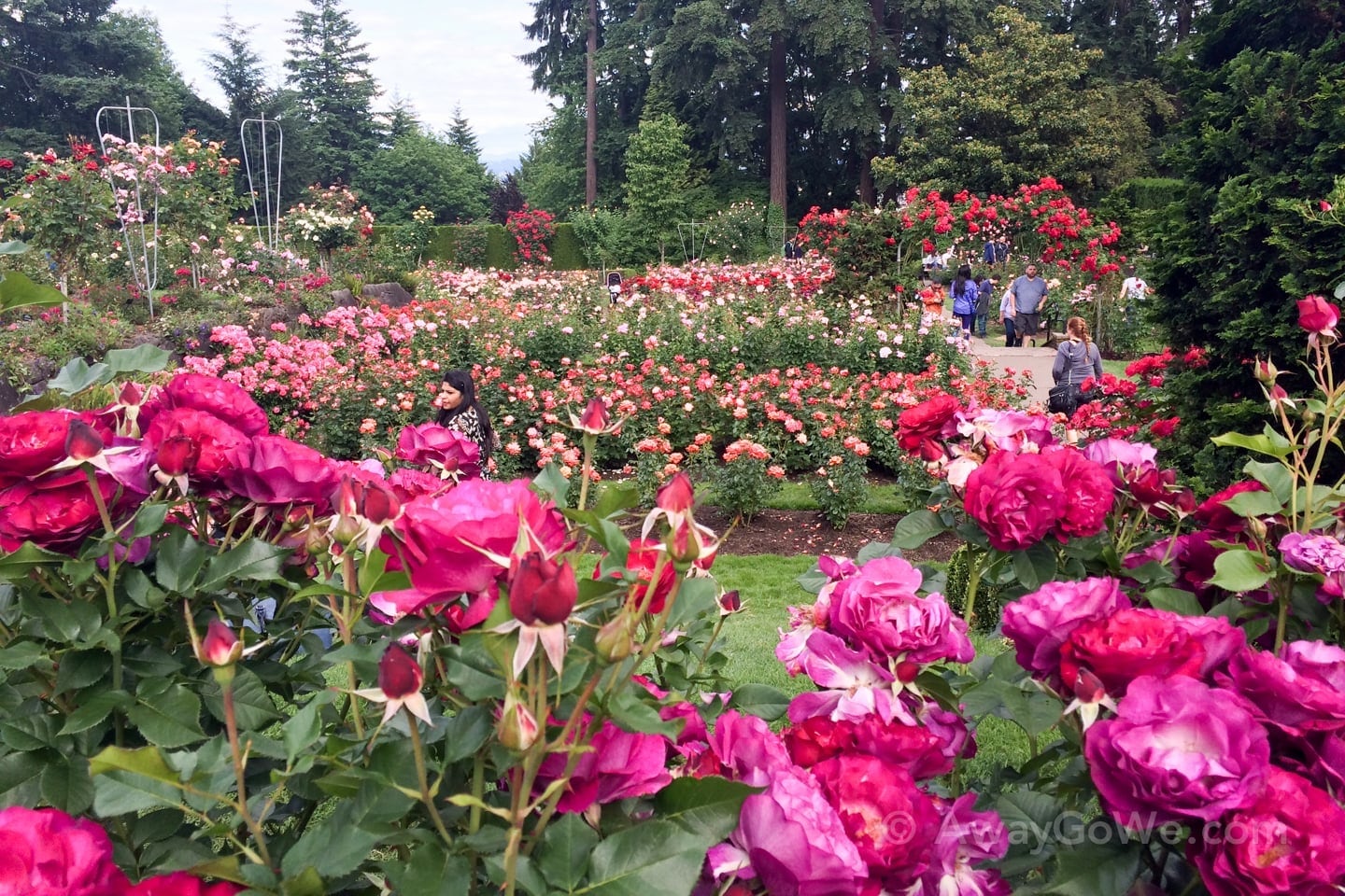 International Rose Test Garden Portland