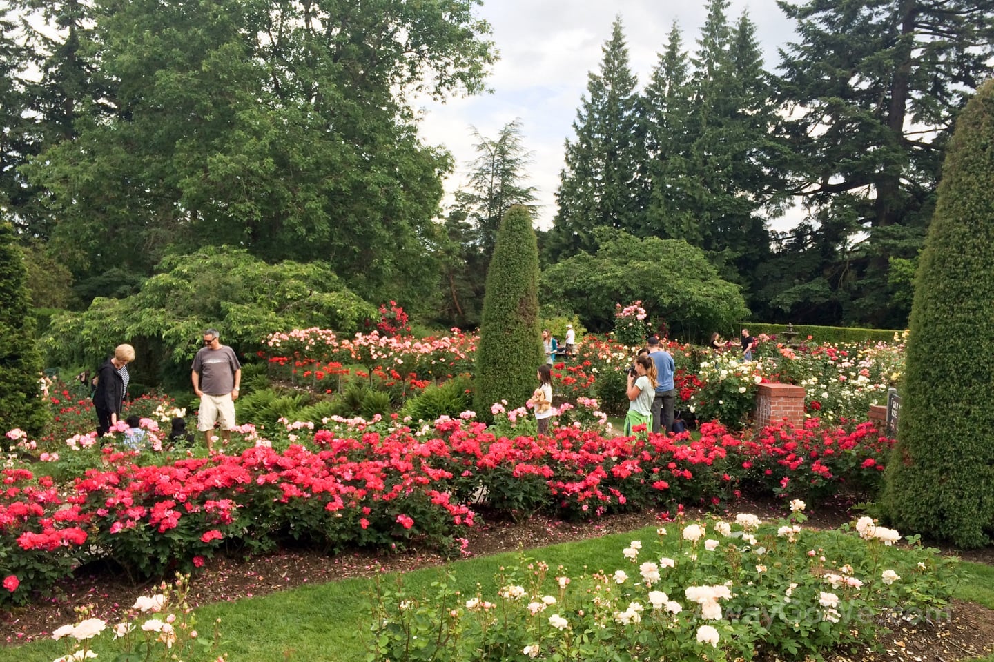 International Rose Test Garden