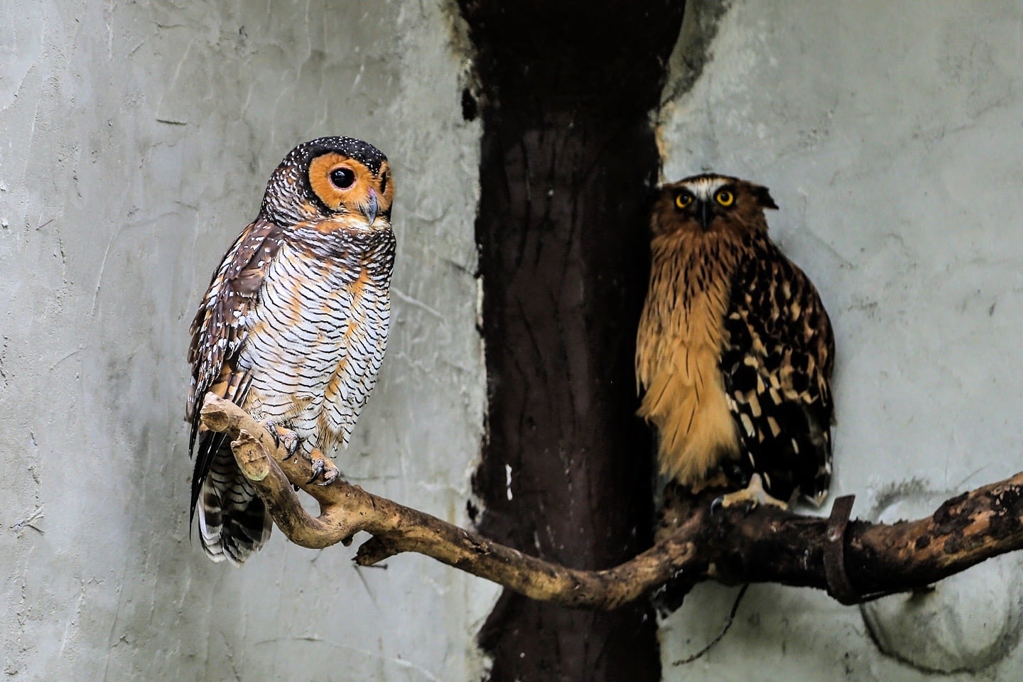 two owls at Kuala Lumpur Aviary