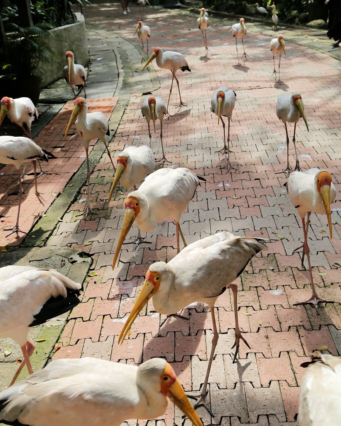 White Storks KL Bird Park Malaysia