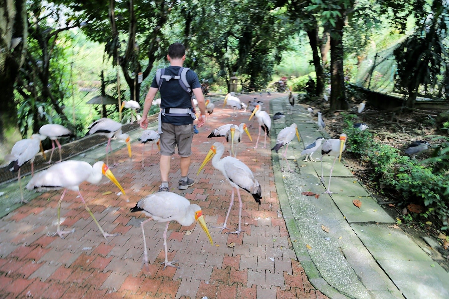 White Storks feeding time Kuala Lumpur aviary