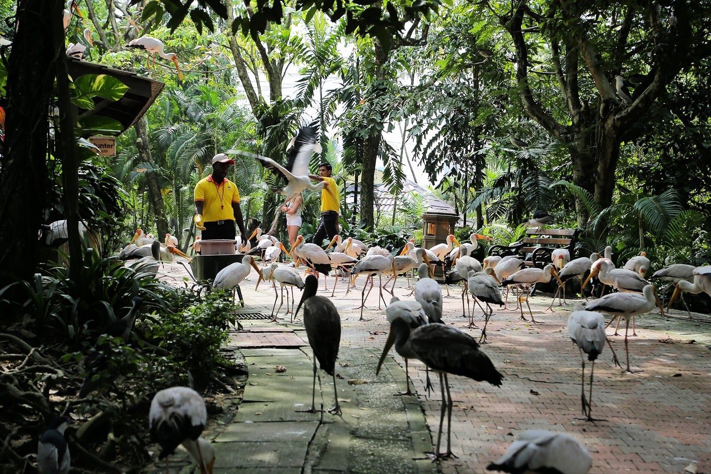 feeding time white stork kl bird park