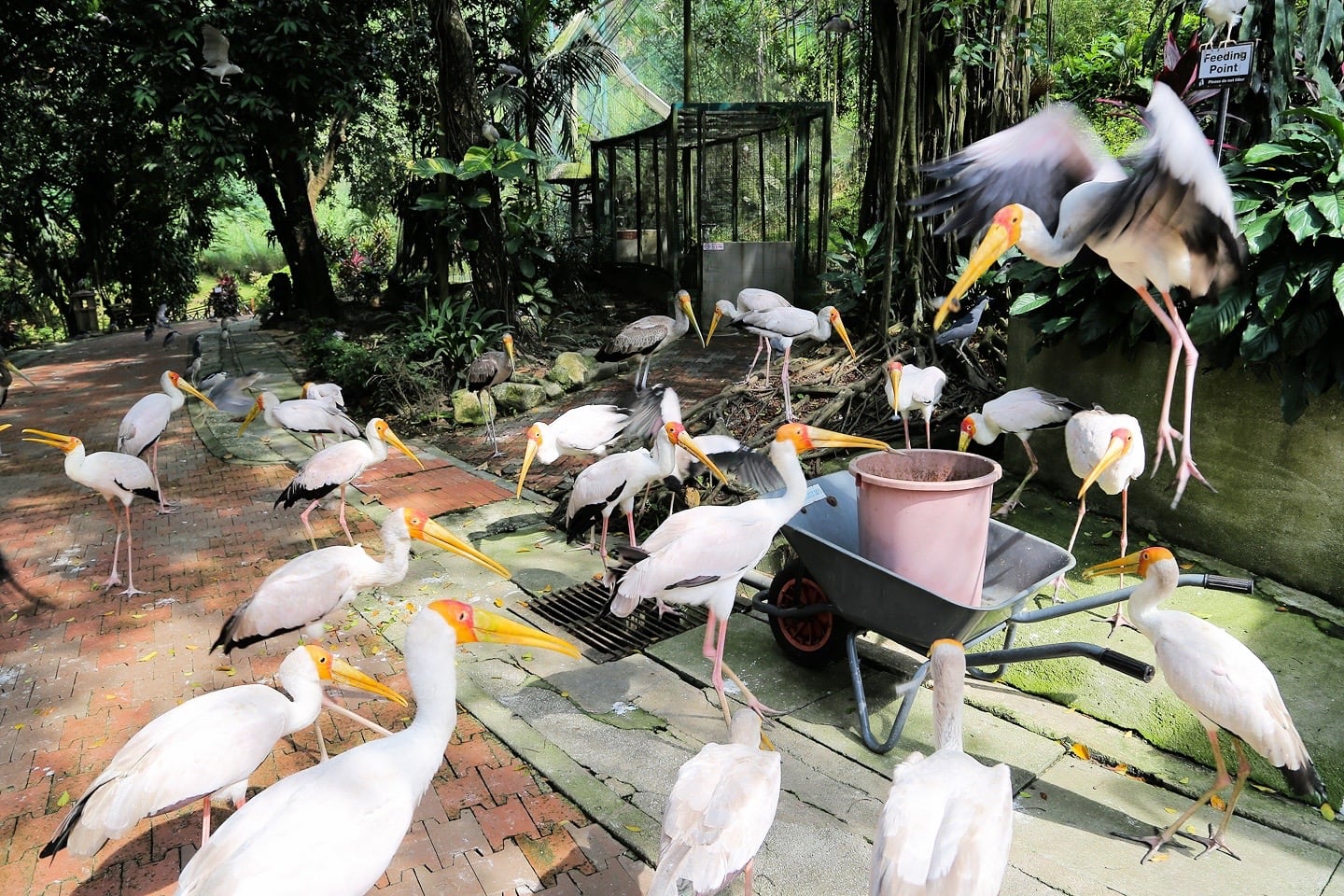 feeding time white stork kl bird park
