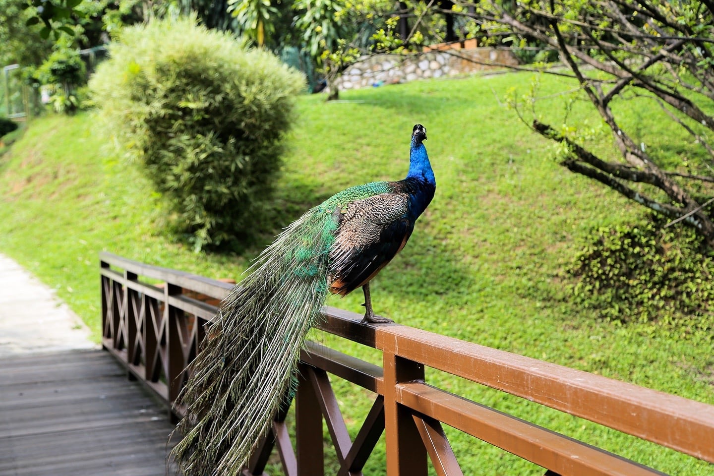 peacock on bridge malaysia