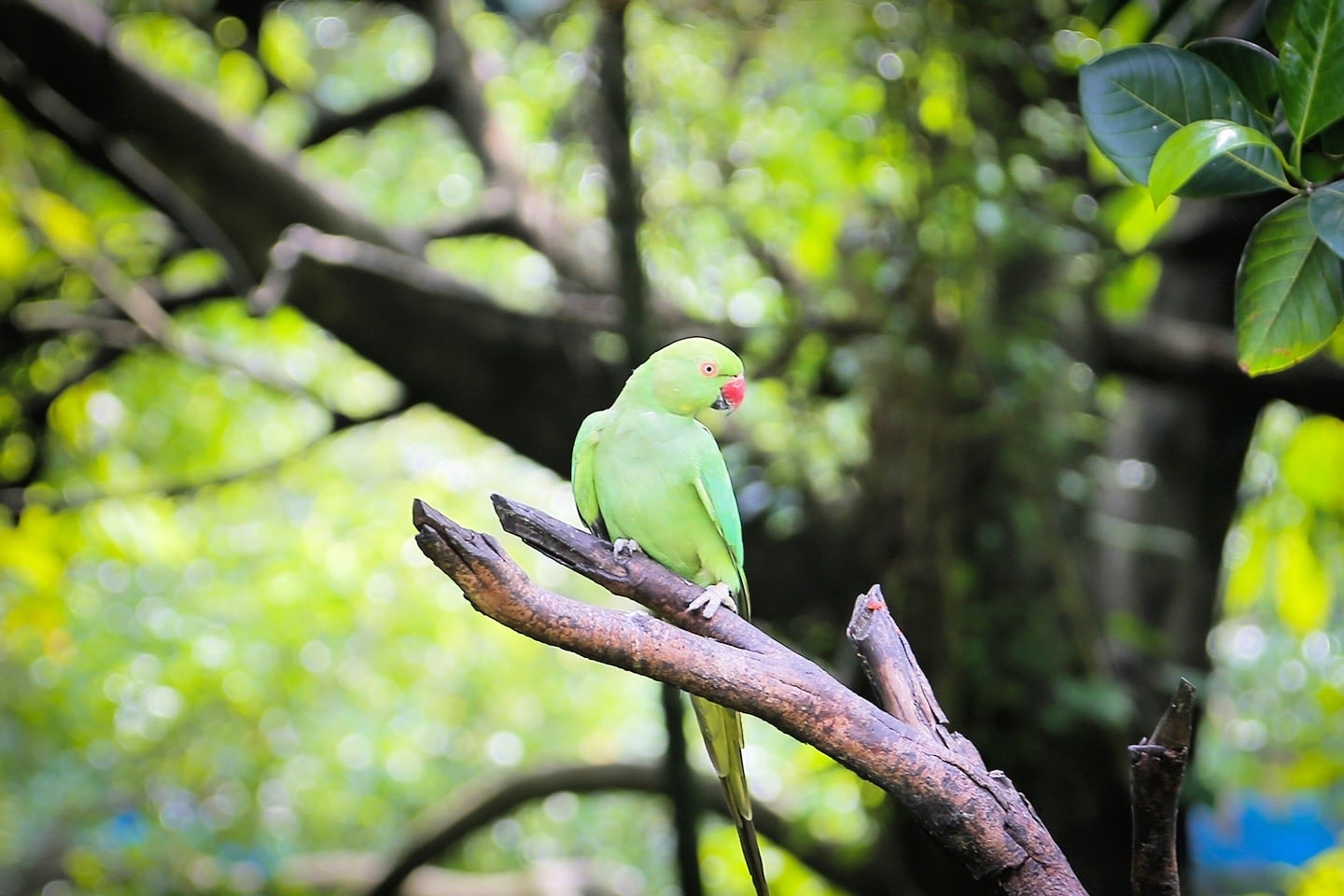 Kuala Lumpur aviary