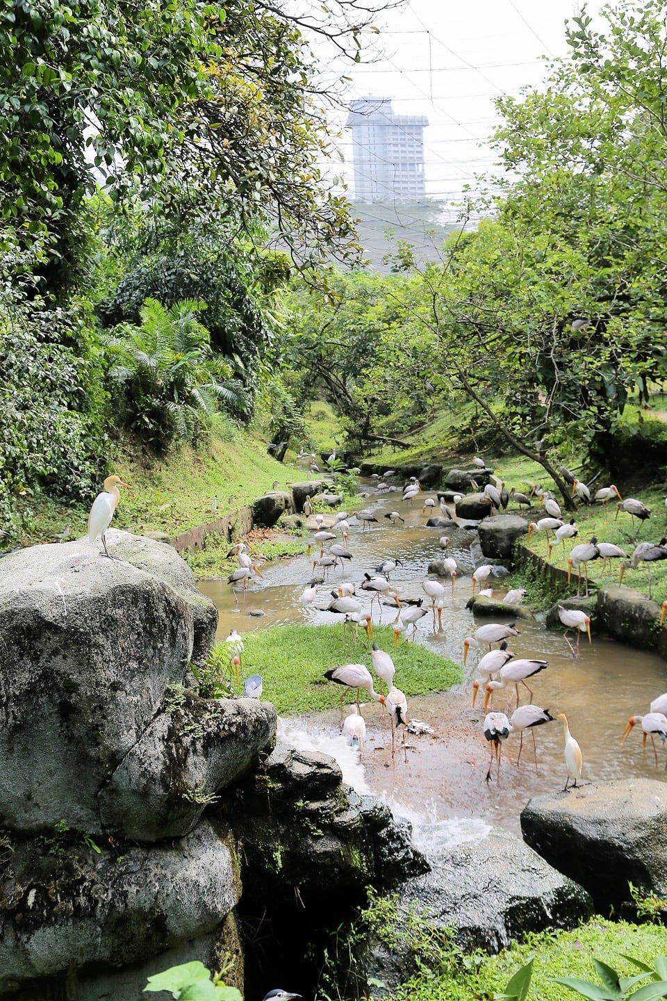 visiting KL Bird Park Malaysia