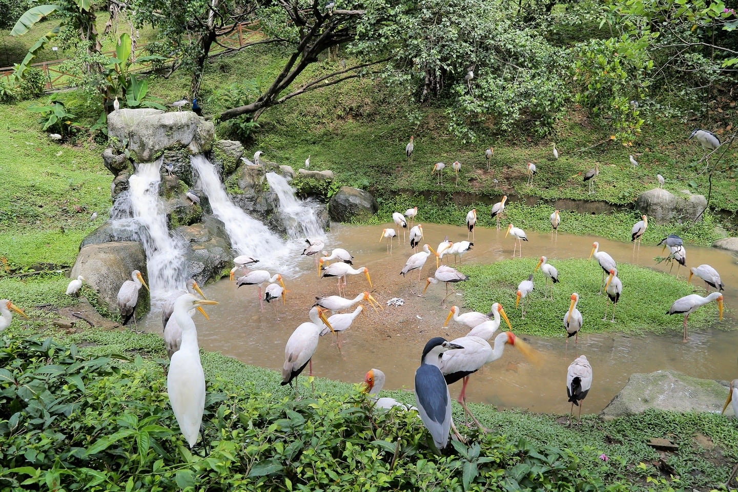 in the water at KL Bird Park