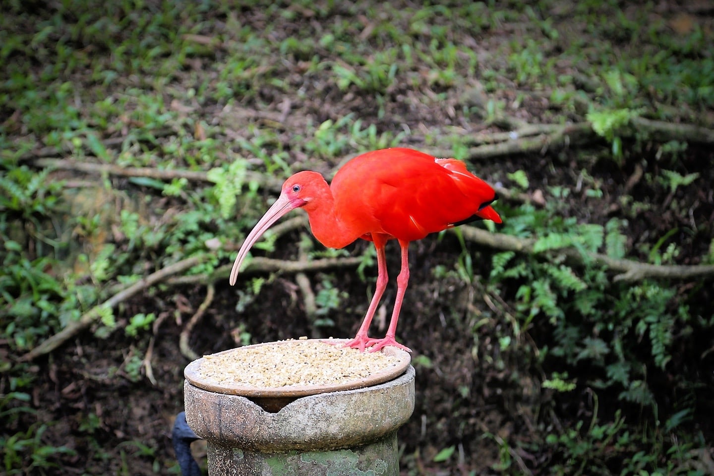 red ibis kuala lumpur aviary