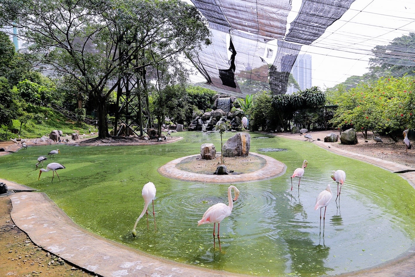 kl bird park pink flamingo pond