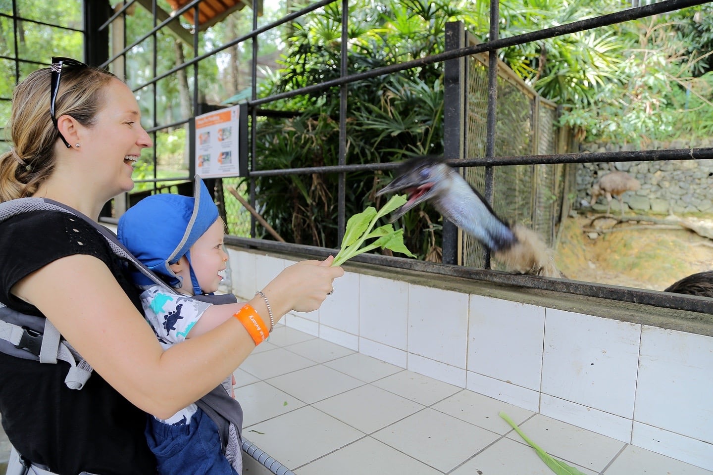 emu feeding at KL Bird Park