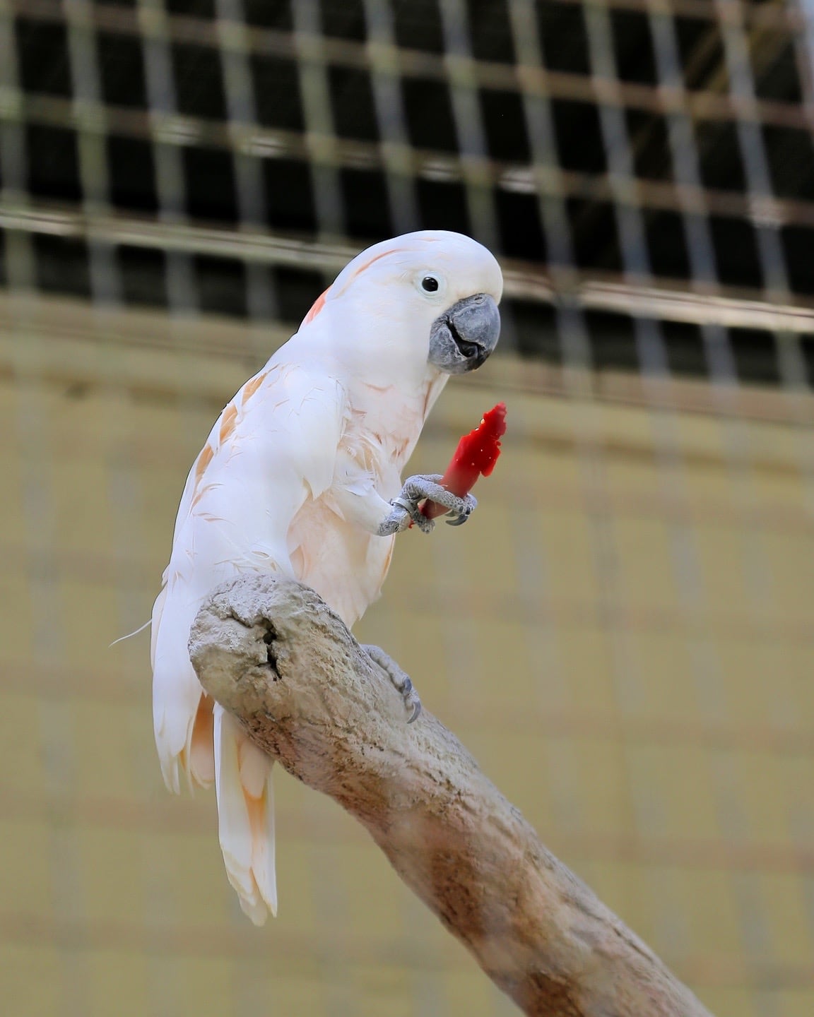 Kuala Lumpur Malaysia aviary