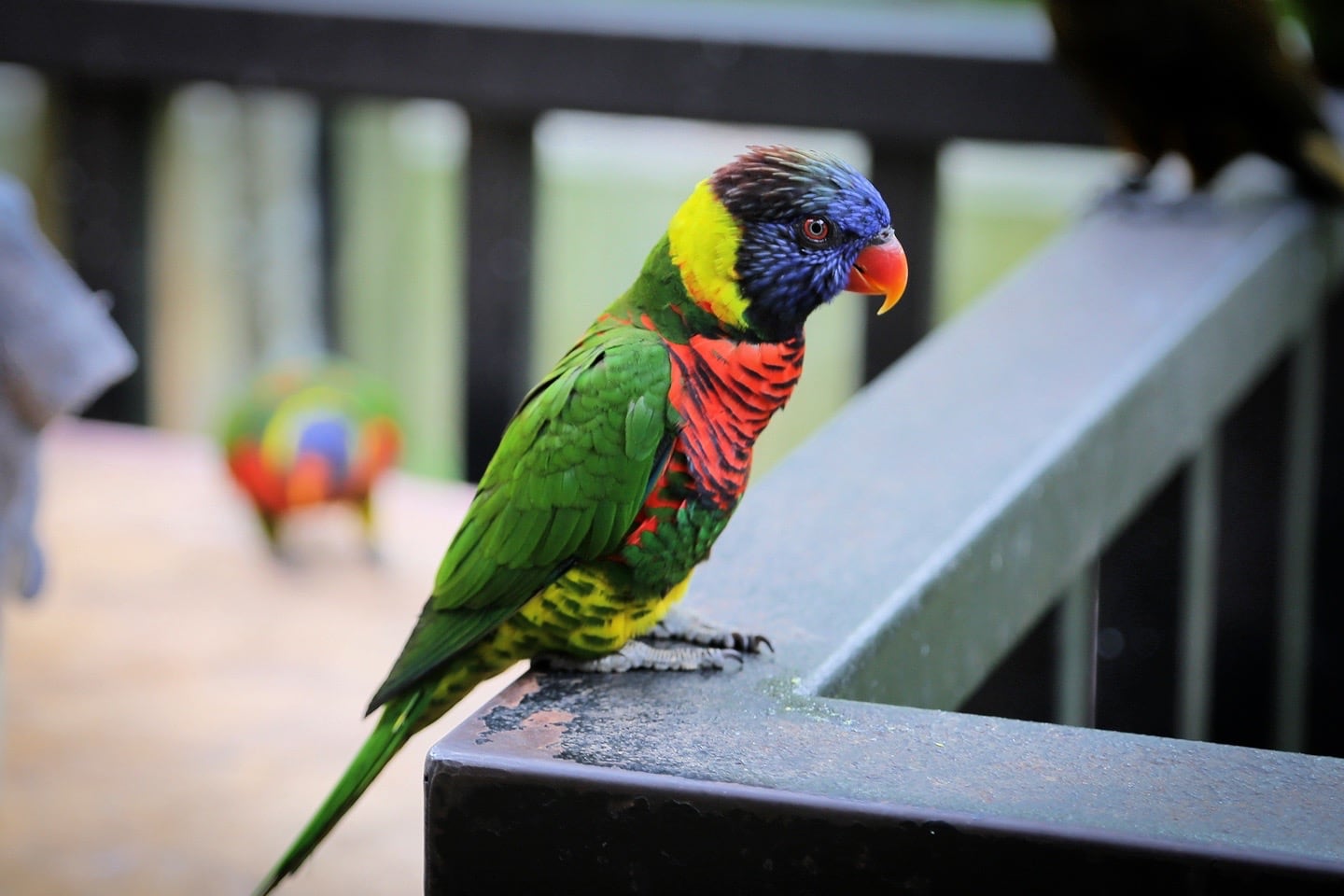 rainbow lorikeet parrot at Kuala Lumpur aviary