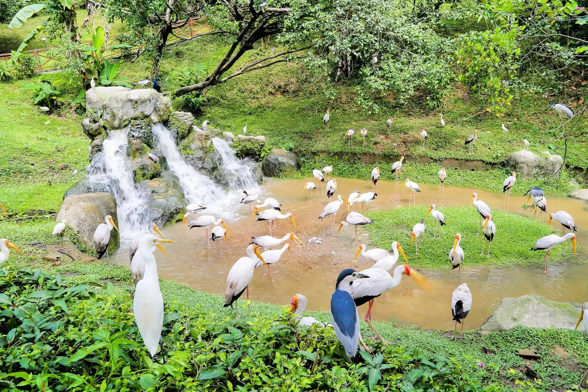 kl bird park kuala lumpur aviary malaysia