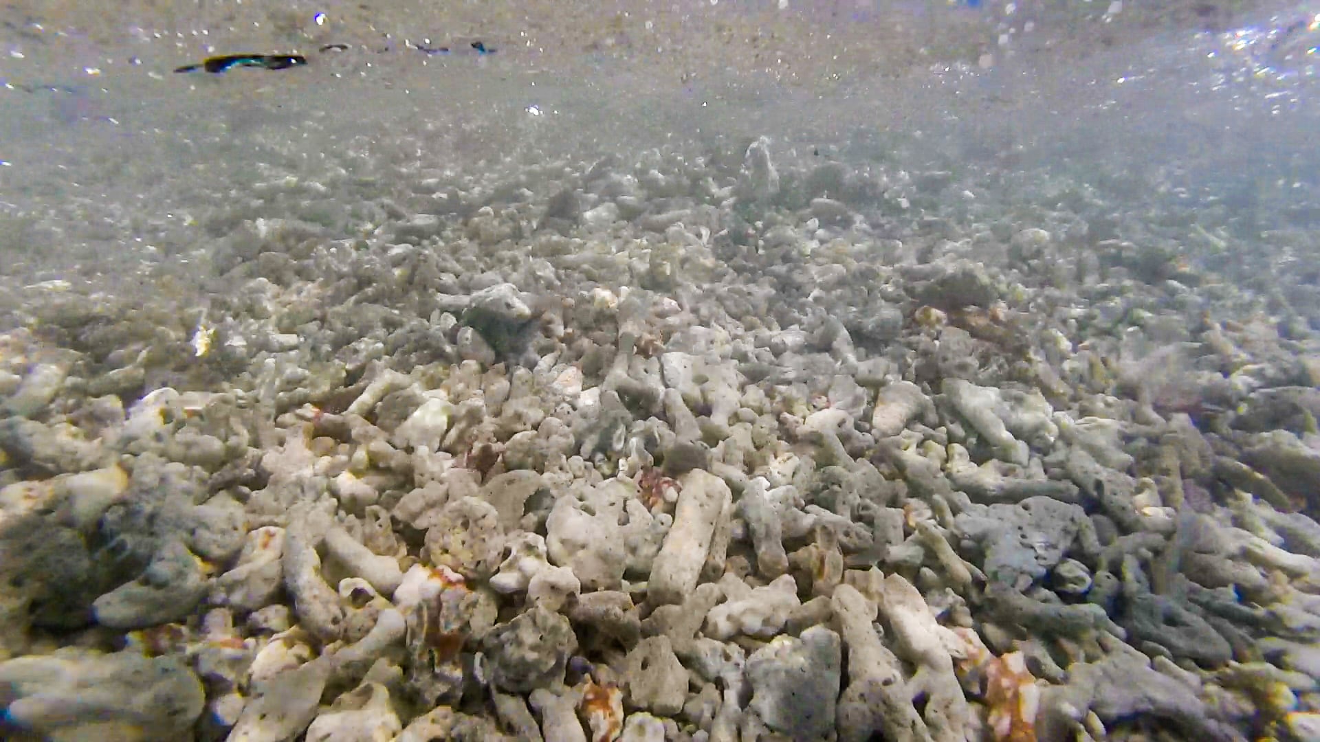 snorkeling on Pandan Pandan Island (Borneo)