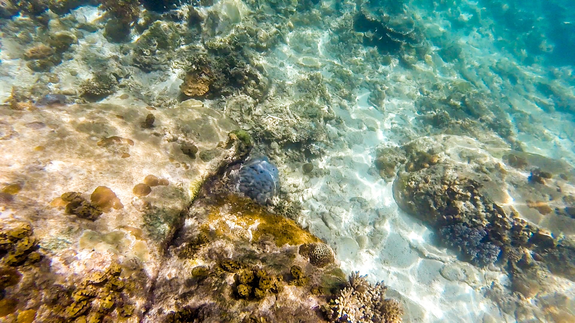 snorkeling off of Pandan Pandan Island (Kota Belud)