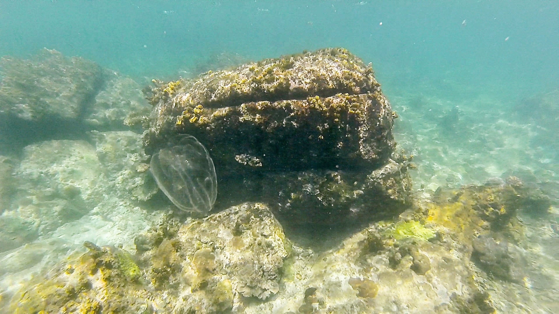 jellyfish Pandan Pandan Island (Borneo)