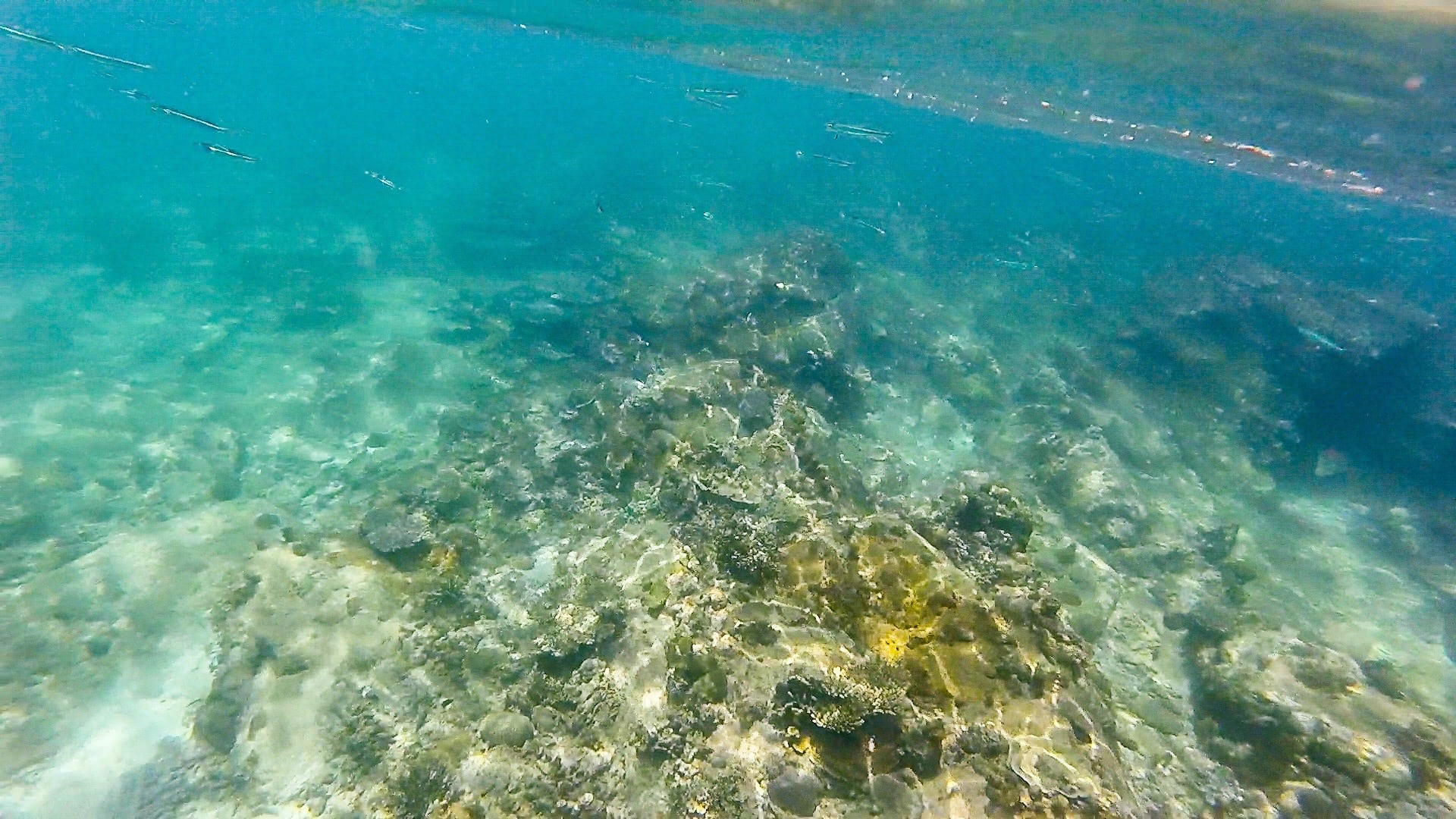 snorkeling Pandan Pandan Island (Borneo)