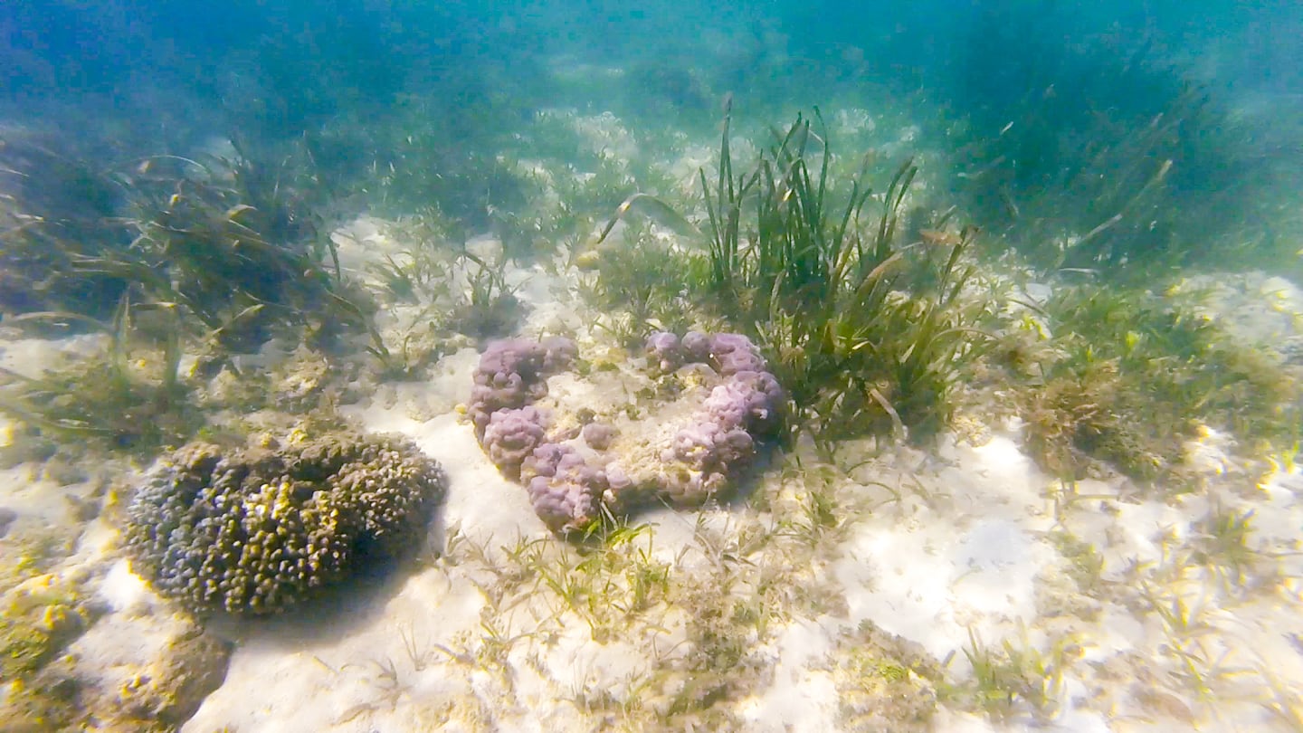 Malaysia Sabah Pantai Merakit Bigfin Dive Camp (Borneo)