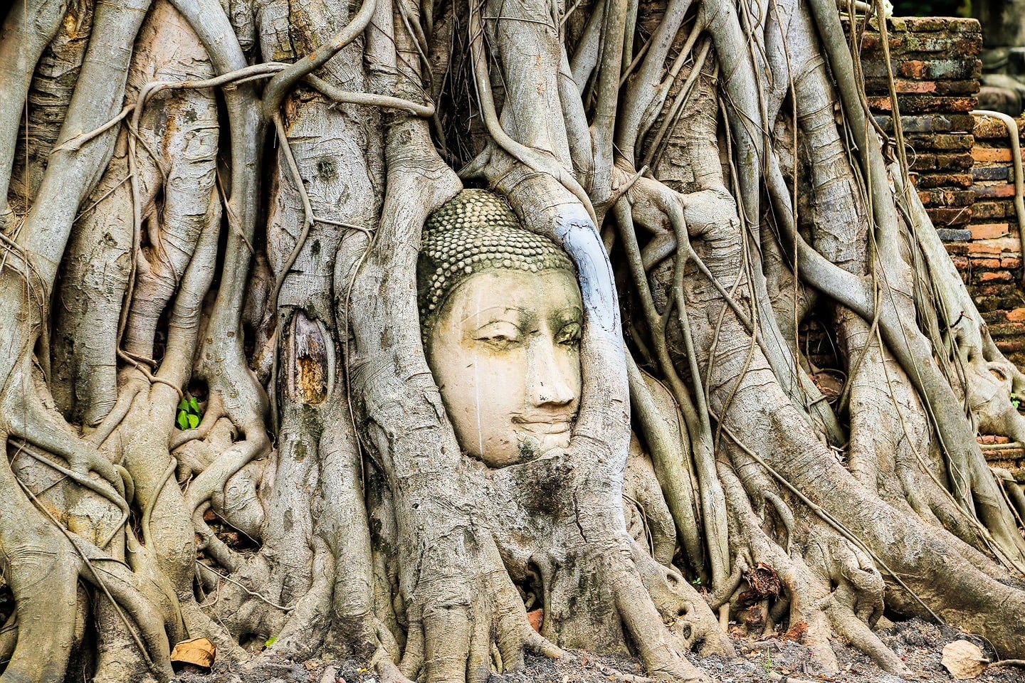 Buddha head Ayutthaya