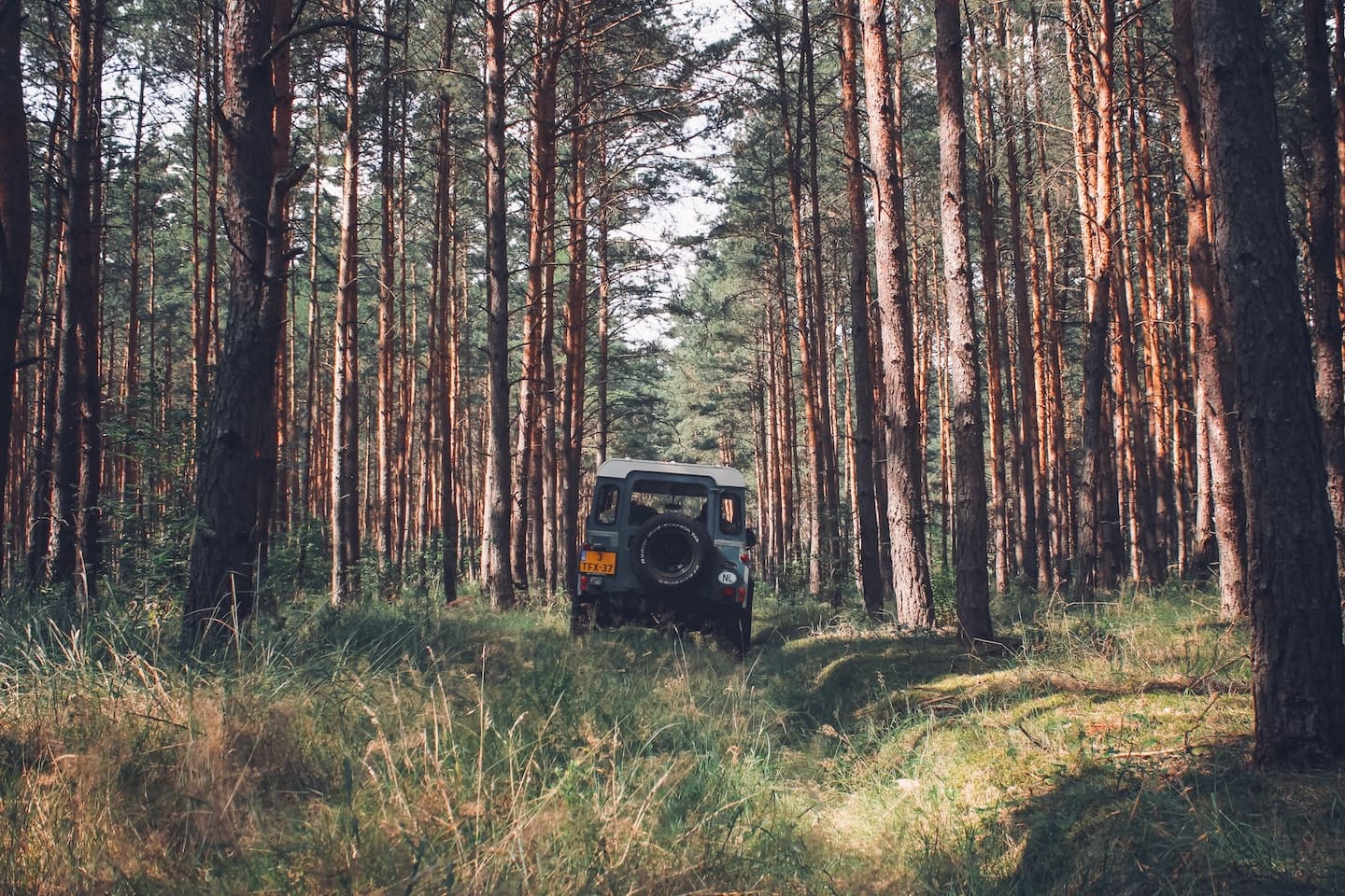 jeep in woods
