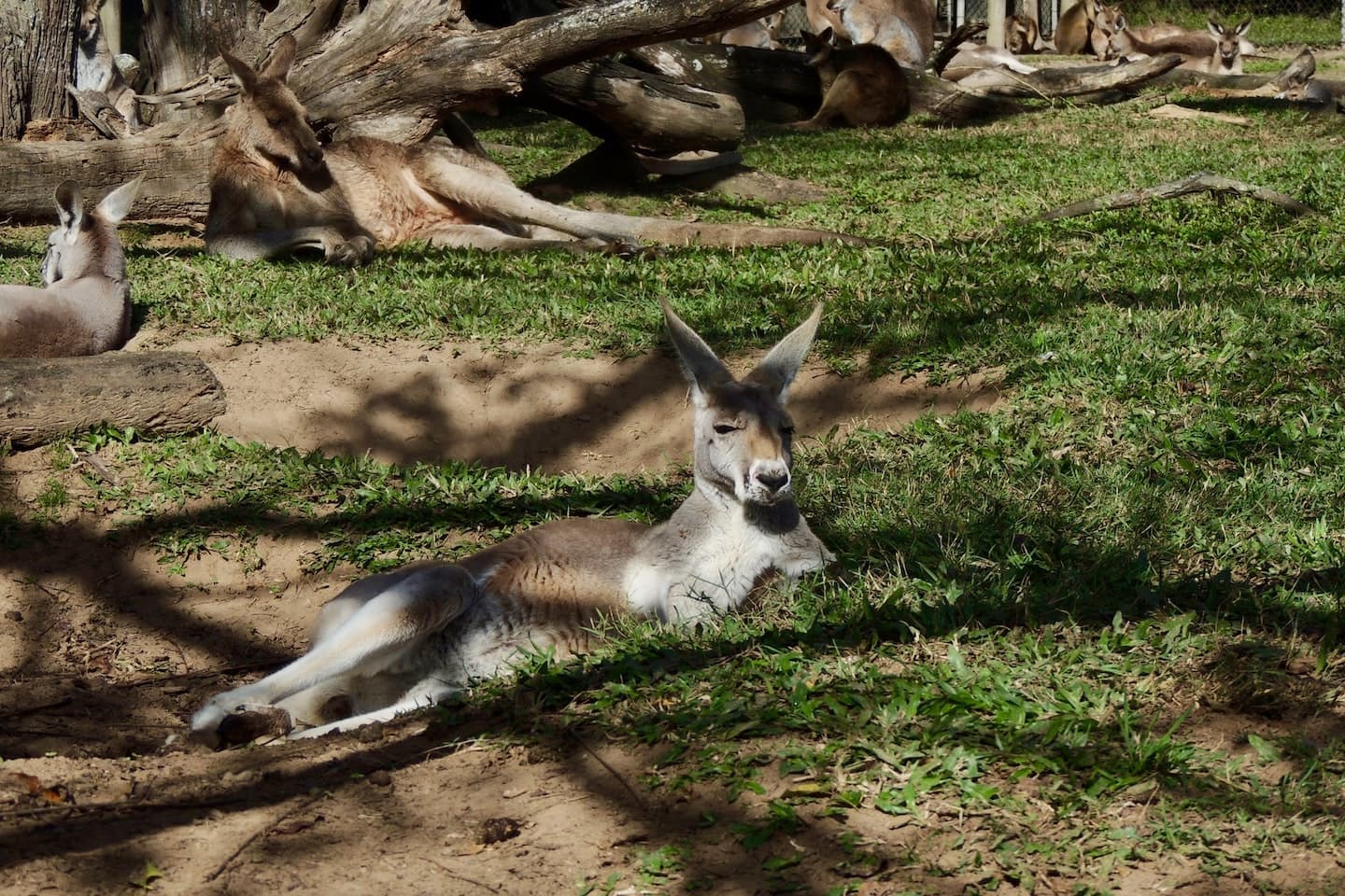 animal resting in the grass