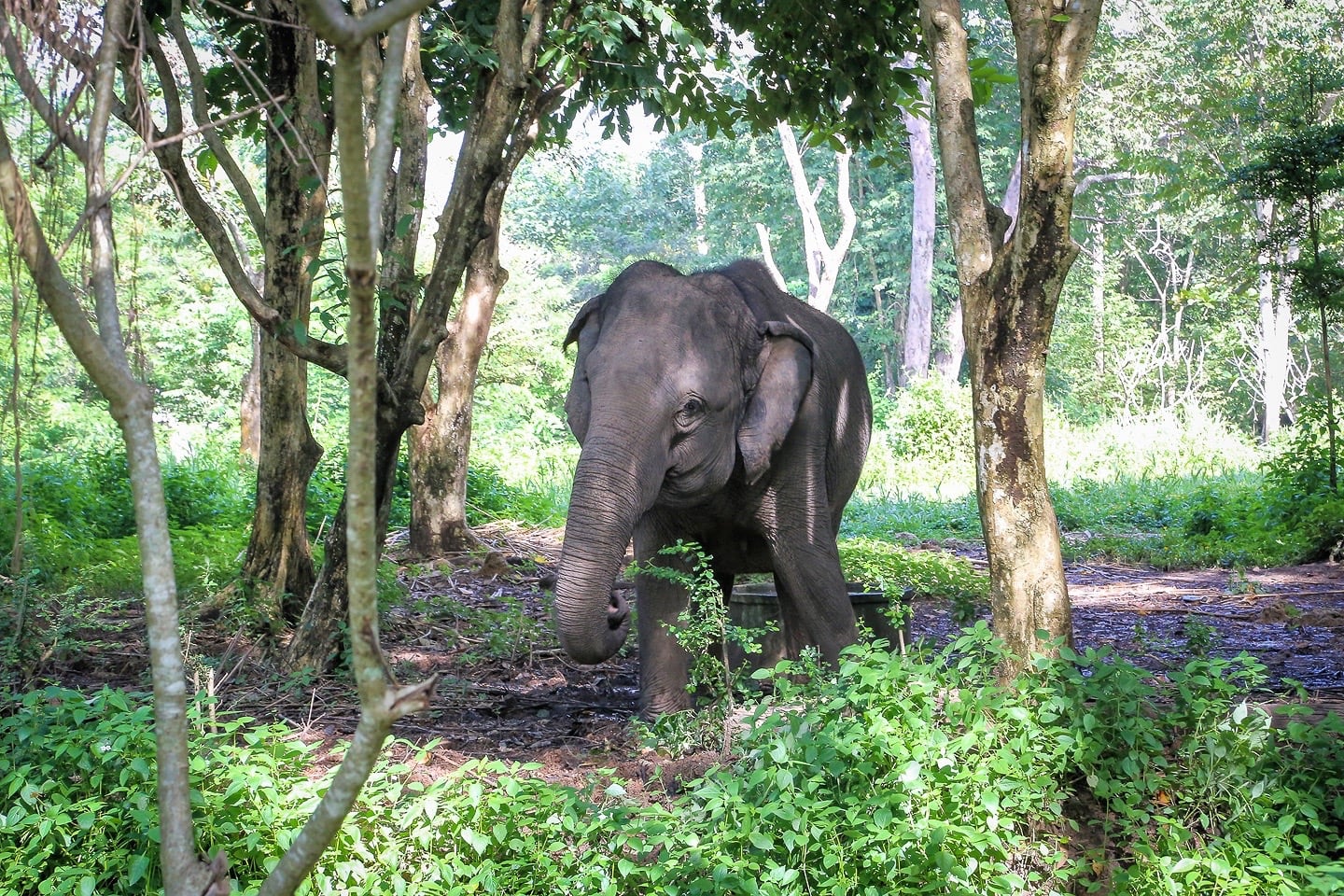 Lao Zoo