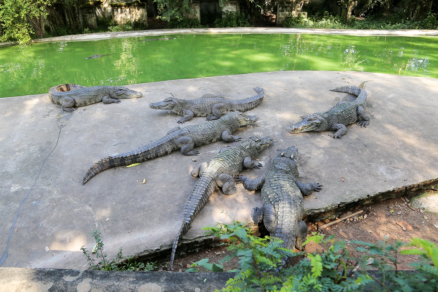 Lao Zoo