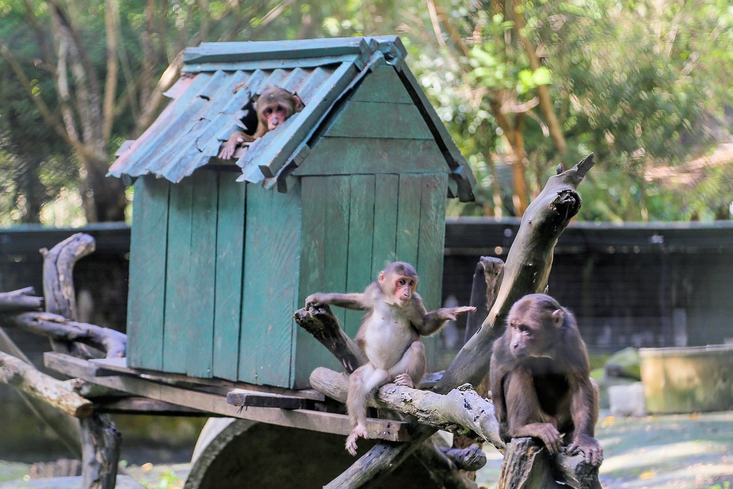 Lao Zoo: What I Wish I Knew Before Visiting - AwayGoWe Lao Zoo: What I Wish I Knew Before Visiting - Awaygowe