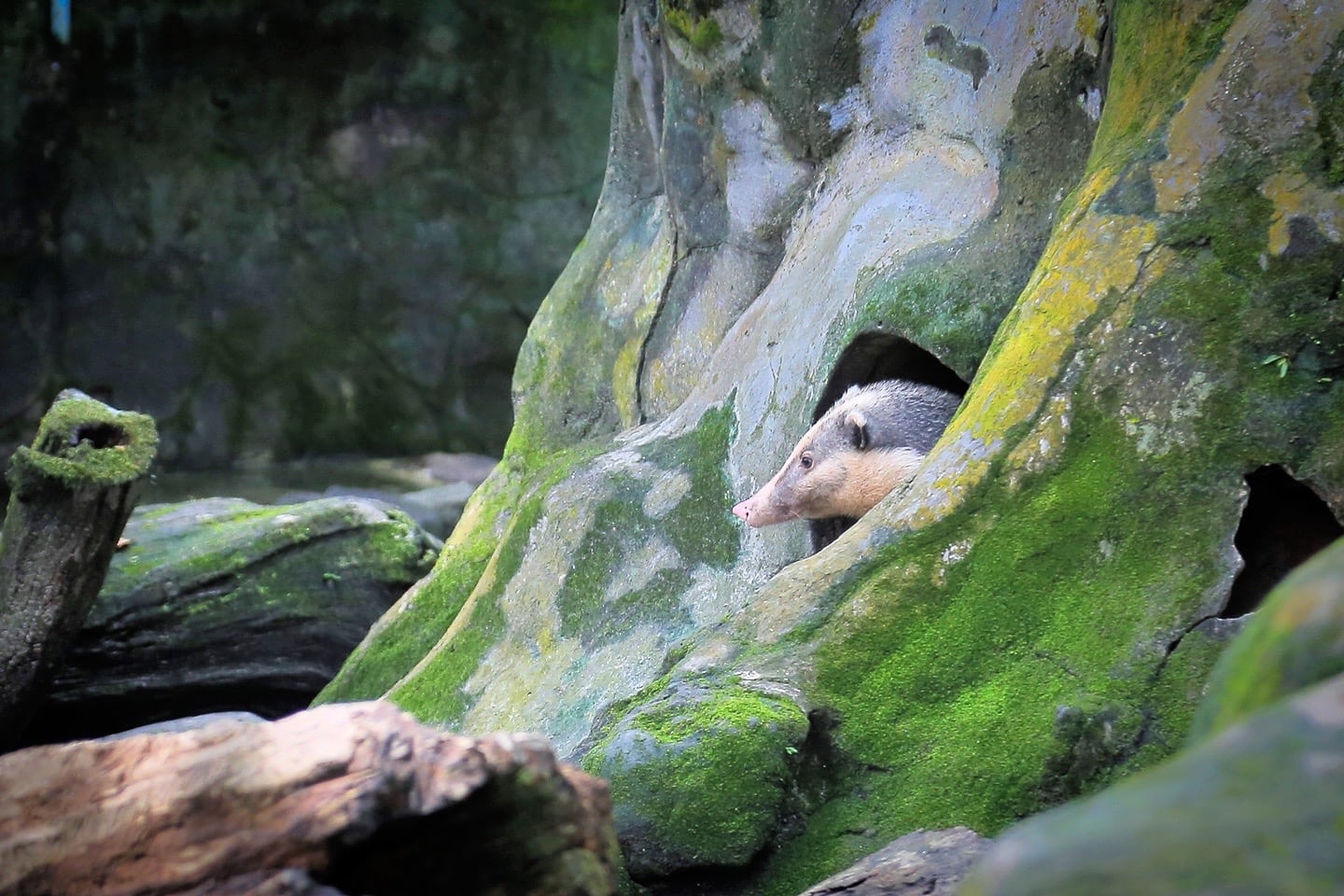Lao Zoo