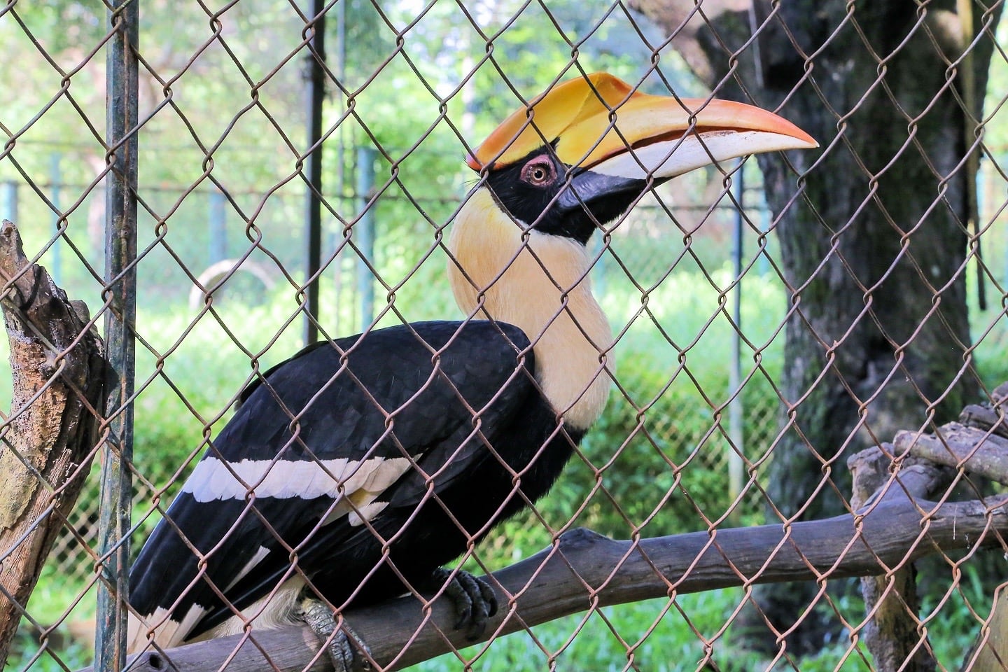 Lao Zoo