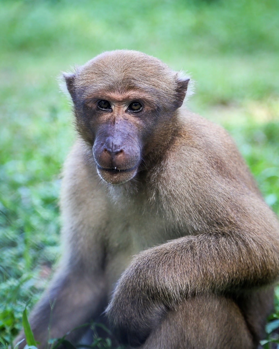 Lao Zoo