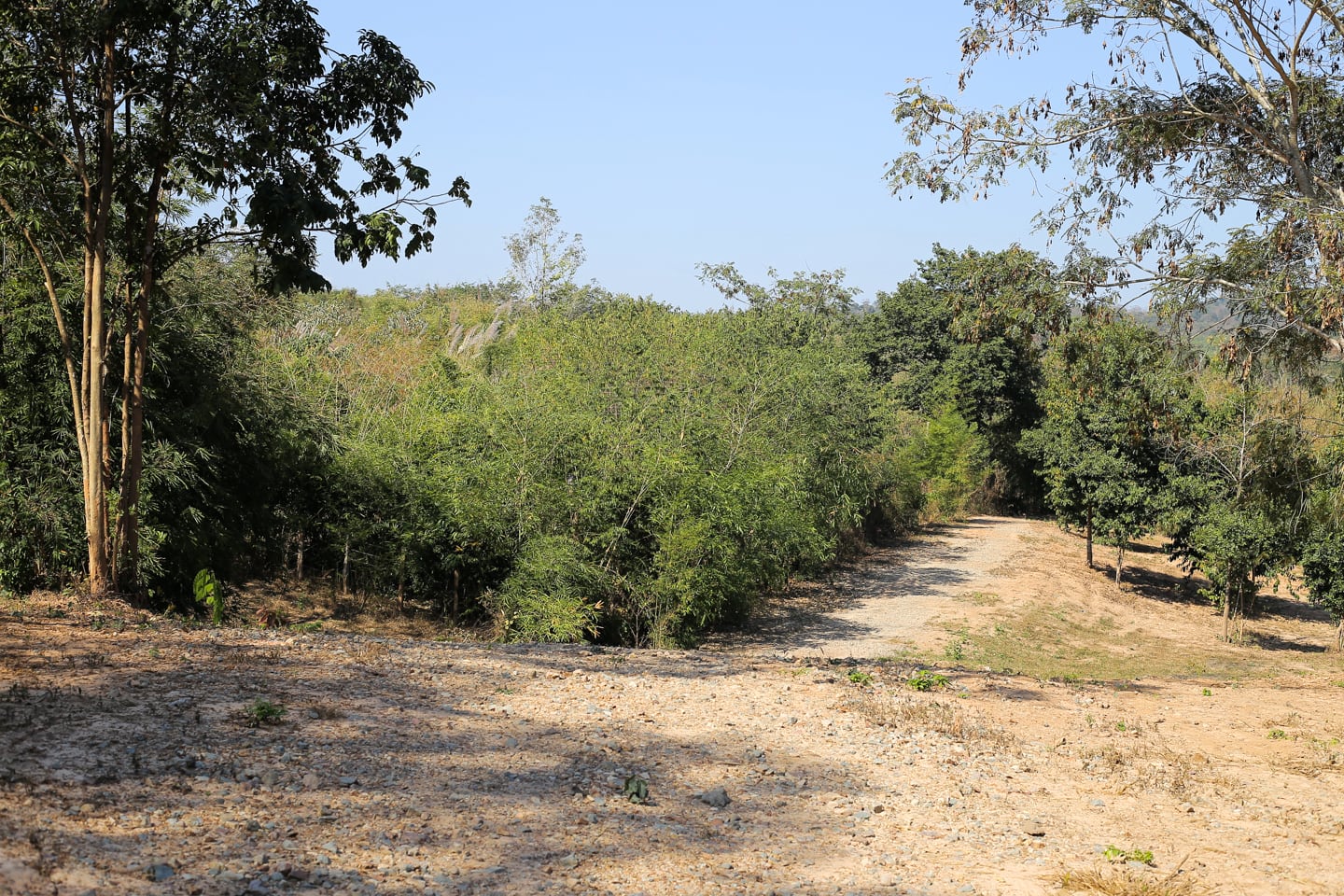 trail through forest and pasture