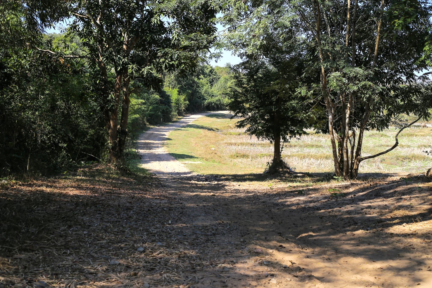 small grove of trees