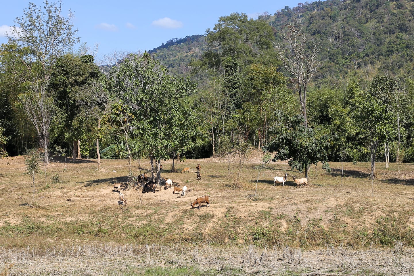 farm animals grazing