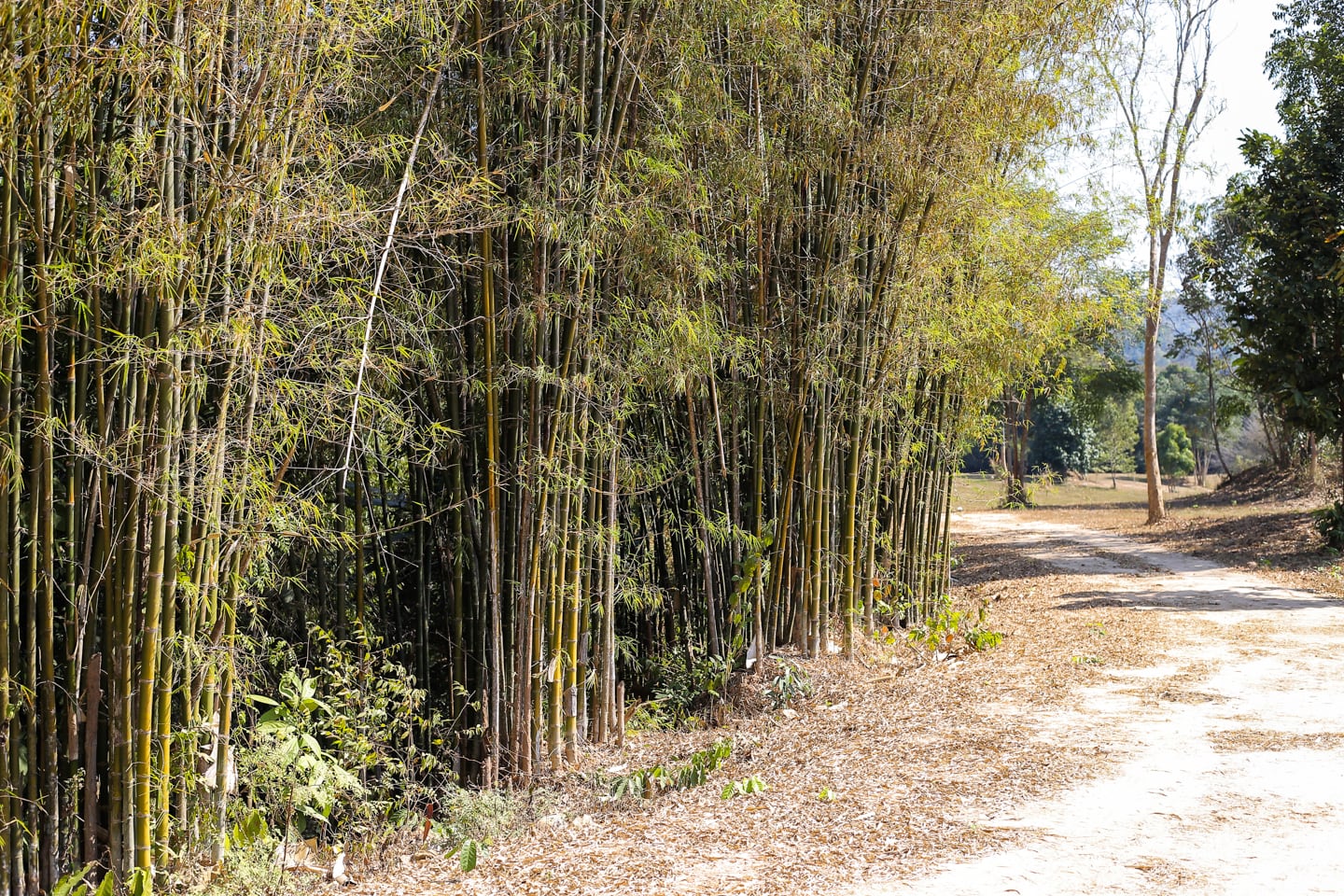 bamboo groves at Wealth Coffee to Phou Phanang